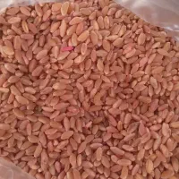 گندم بذری مادری ساجی