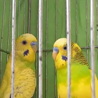 مرغ عشق بالغ نر|پرنده|خمینی‌شهر, |دیوار