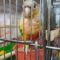 طوطی گرینچیک|پرنده|اصفهان, بوستان ناژوان|دیوار