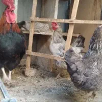 مرغ و خروس|حیوانات مزرعه|قم, دروازه ری|دیوار