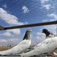 کله دار درشت