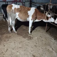 تلیسه دورگ سیمینتال چاق چاق گوساله گاو|حیوانات مزرعه|گمیشان, |دیوار