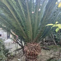 سیکاس ۱۳۰ سانتی متر|گل و گیاه طبیعی|رویان, |دیوار