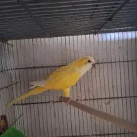 راهب لوتینو