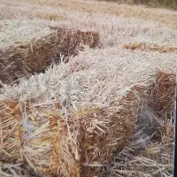 کاه گندم دیمه نرم