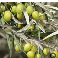 روغن زیتون