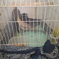 عروس هلندی|پرنده|بندرعباس, |دیوار