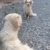 سگ پاکوتاه