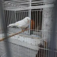 قناری نرویچ