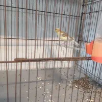 ماده قناری جفتی سهره|پرنده|بندر ماهشهر, |دیوار