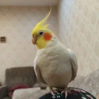 عروس هلندی سخنگو