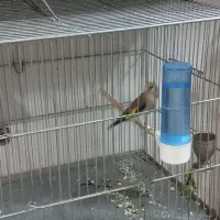 سهره ماده|پرنده|نیشابور, مازول|دیوار