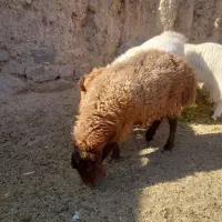 سلام میش ابست