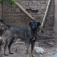 سگ پژدر