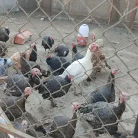 30 عدد بوقلمون برنز  نر. و  ماده.  جوان و دم تخم|حیوانات مزرعه|احمدآبادمستوفی, |دیوار