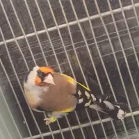 سهره|پرنده|سرپل ذهاب, |دیوار