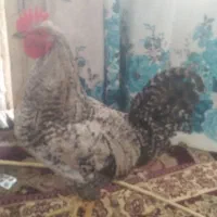 خروس مولد امریکایی