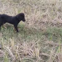 توله سیتر ۳ ماهه|سگ|حویق, |دیوار