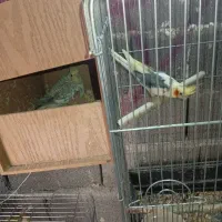 یک جفت عروس هلندی مولد با جوجه|پرنده|کهریزک, |دیوار