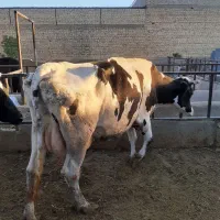 گاو پر شیر با گوساله
