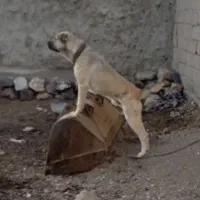 واگذاری توله سراب افغان