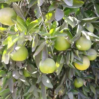 خرید مرکبات پرتقال لیمو نارنگی|خدمات باغبانی و درختکاری|دزفول, |دیوار