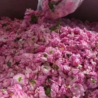 خرید و فروش گل محمدی شما کشاورزان هستیم