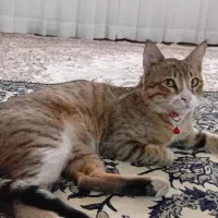 گمشده