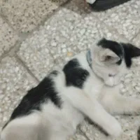 بچه گربه|گربه|لنجان, |دیوار