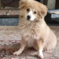 سگ میکس پامر خرسی و شی هوا هوا|سگ|اصفهان, ملکشهر|دیوار