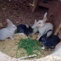 خرگوش لوپی