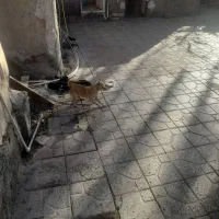 سگ پاه کوتاه جیبی|سگ|بم, |دیوار