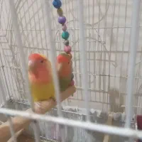 یه جفت طوطی کوتوله برزیلی