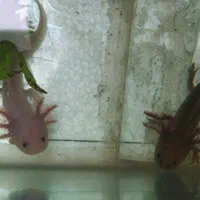 ماهی|ماهی|تهران, جردن|دیوار