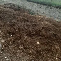 کود حیوانی گاو