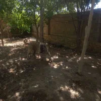سگ پژدر|سگ|شیراز, تندگویان|دیوار