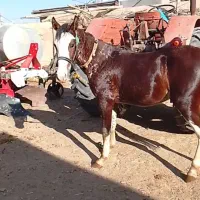 کره اسب جوان