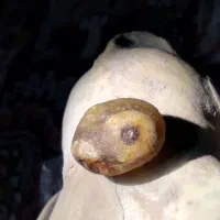 سلیمانی لامه راف دو چشم