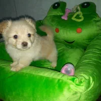 توله پامر روباهی و شیتزو سوپر|سگ|مشهد, شهید بصیر|دیوار