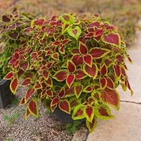 گل آپارتمانی