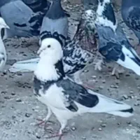 سلام کفترباخت رفته