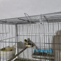 جفت قناری نر و ماده|پرنده|پیرانشهر, |دیوار