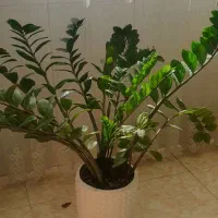 فروش گل|گل و گیاه طبیعی|اصفهان, ملکشهر|دیوار