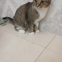 گربه اسکاتیش آروم وخانگی|گربه|مراغه, |دیوار