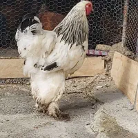 خروس برهما|حیوانات مزرعه|ساری, |دیوار