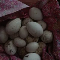 فروش تخم غازنطفه دار