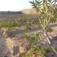 باغچه ۲۵۰ متری