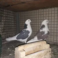 کبوتر|پرنده|چهاردانگه (تهران), |دیوار