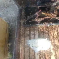 زنبور عسل