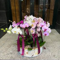 گل و گل ارایی|خدمات پذیرایی، مراسم|تهران, قیطریه|دیوار